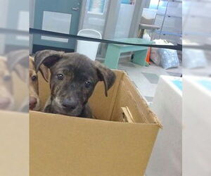 Mutt Dogs for adoption in Oklahoma City, OK, USA