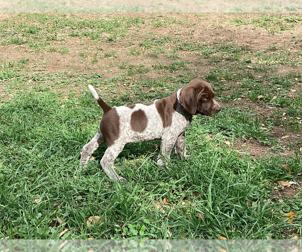 Medium Photo #3 German Shorthaired Pointer Puppy For Sale in DRIPPING SPRINGS, TX, USA