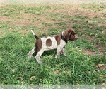 Small #2 German Shorthaired Pointer