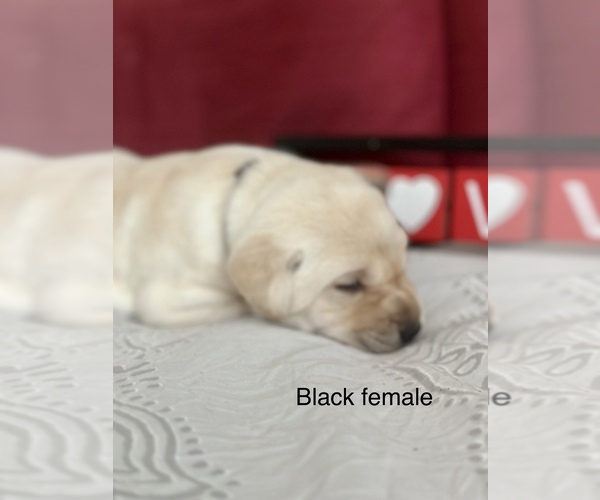 Medium Photo #3 Labrador Retriever Puppy For Sale in INVERNESS, FL, USA