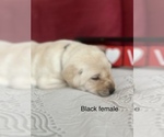 Small Photo #3 Labrador Retriever Puppy For Sale in INVERNESS, FL, USA