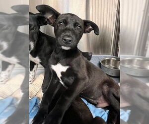 Labrador Retriever-Unknown Mix Dogs for adoption in Baytown, TX, USA