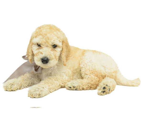 Medium Photo #4 Poodle (Standard) Puppy For Sale in CEDAR CITY, UT, USA
