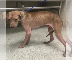 Labrador Retriever-Unknown Mix Dogs for adoption in Conroe, TX, USA