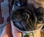 Small Photo #8 Pug Puppy For Sale in EAST BRIDGEWATER, MA, USA