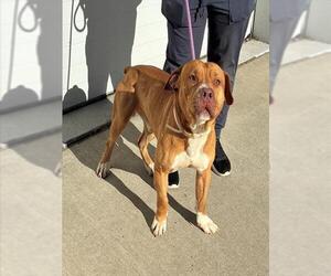 Mutt Dogs for adoption in Louisville, KY, USA