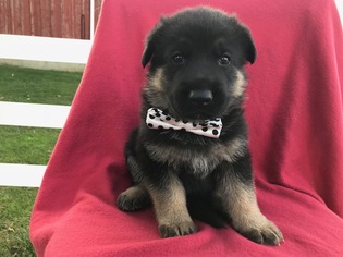 German Shepherd Dog Puppy for sale in COLORA, MD, USA