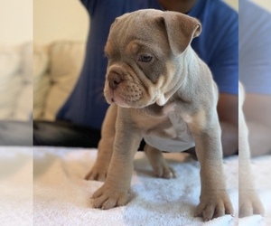 American Bully Puppy for sale in COLLEGE PARK, MD, USA