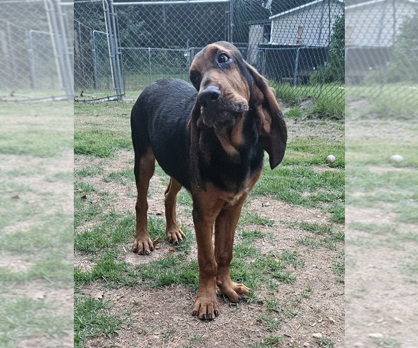 Medium Photo #4 Bloodhound Puppy For Sale in TOCCOA, GA, USA