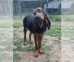 Small #3 Bloodhound