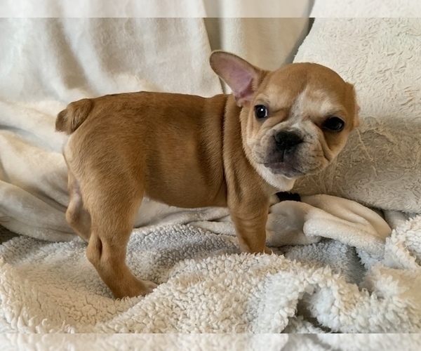 Medium Photo #16 French Bulldog Puppy For Sale in JOHNS ISLAND, SC, USA