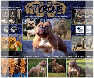 Father of the American Bully puppies born on 06/18/2024