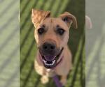 Small Photo #2 American Pit Bull Terrier-Unknown Mix Puppy For Sale in Las Vegas, NV, USA