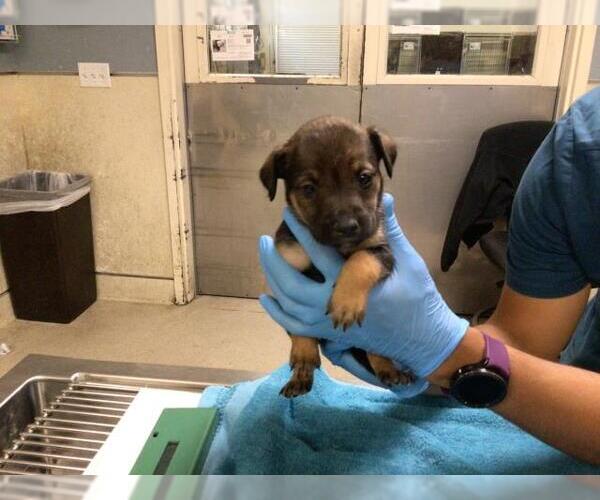 Medium Photo #2 German Shepherd Dog-Unknown Mix Puppy For Sale in Riverside, CA, USA