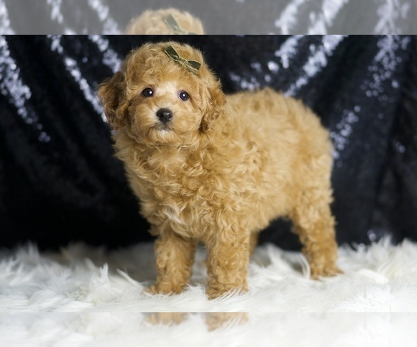 Medium Photo #3 Poodle (Toy) Puppy For Sale in WARSAW, IN, USA