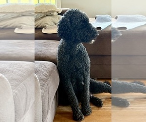 Mother of the Bernedoodle puppies born on 06/25/2025