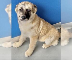 Dachshund-Unknown Mix Dogs for adoption in Visalia, CA, USA