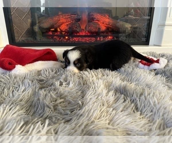 Medium Photo #10 Miniature Australian Shepherd Puppy For Sale in QUINCY, CA, USA