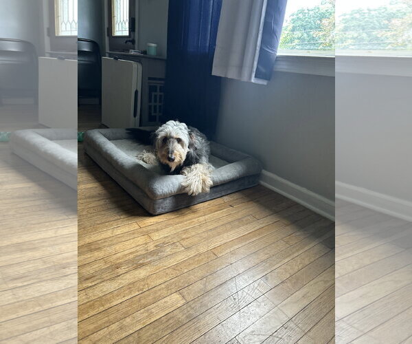 Medium Photo #4 Labradoodle Puppy For Sale in Doylestown, PA, USA