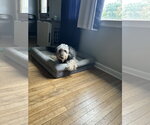 Small #3 Labradoodle