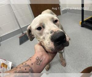 Pointer-Unknown Mix Dogs for adoption in Ocala, FL, USA