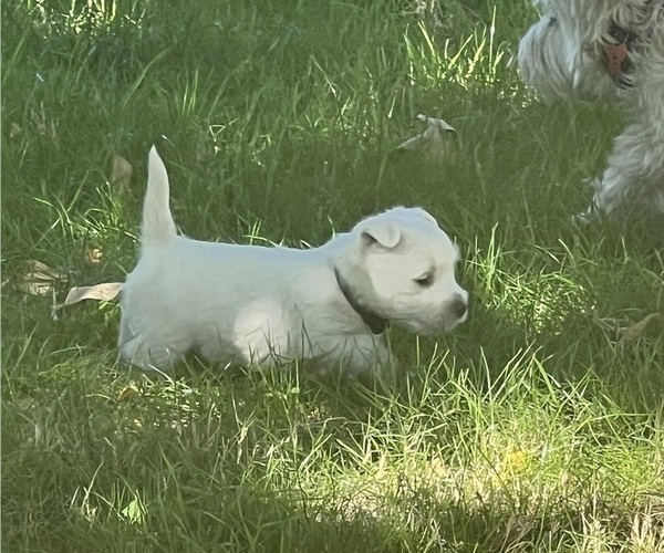 Medium Photo #13 West Highland White Terrier Puppy For Sale in PHOENIX, AZ, USA