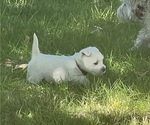 Small Photo #13 West Highland White Terrier Puppy For Sale in PHOENIX, AZ, USA