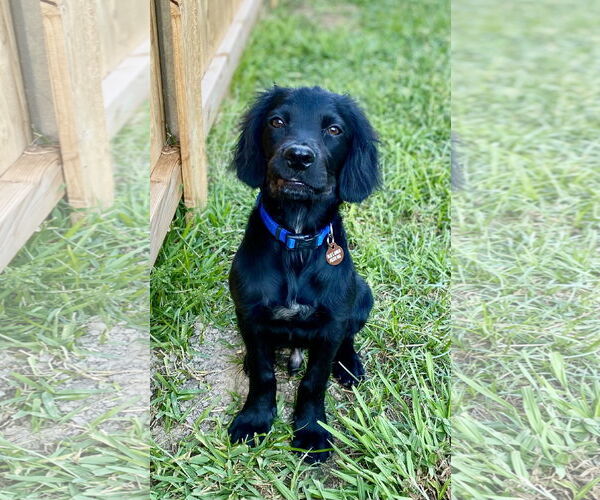 Medium Photo #7 Spanador Puppy For Sale in Fort Worth, TX, USA