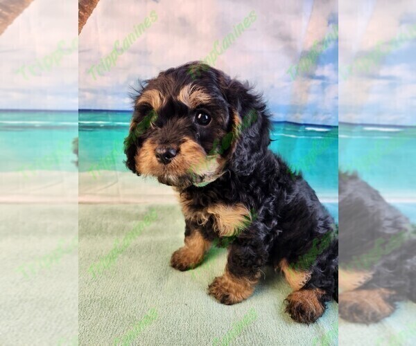 Medium Photo #3 Cavapoo Puppy For Sale in TECUMSEH, MI, USA