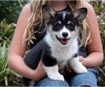 Image preview for Ad Listing. Nickname: Millie