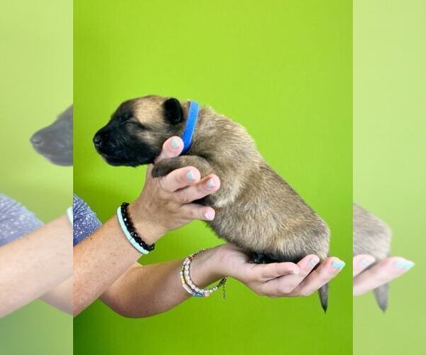 Medium Photo #4 Belgian Malinois Puppy For Sale in S CHARLESTON, WV, USA