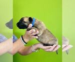 Small Photo #29 Belgian Malinois Puppy For Sale in S CHARLESTON, WV, USA