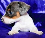 Image preview for Ad Listing. Nickname: Dexter