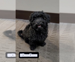 Shih-Poo Puppy for Sale in PHOENIX, Arizona USA