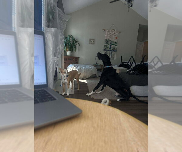 Medium Photo #2 Great Dane Puppy For Sale in Bullard, TX, USA