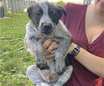 Small #2 Australian Cattle Dog