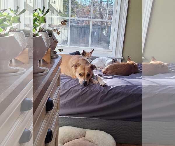 Medium Photo #4 Mutt Puppy For Sale in Greenville, SC, USA