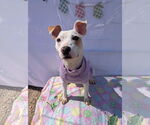 Small #1 Jack Russell Terrier Mix