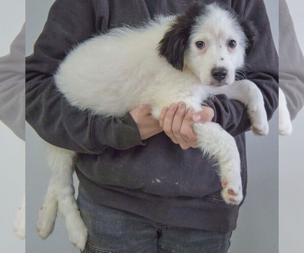Medium Photo #2 Australian Shepherd-Unknown Mix Puppy For Sale in Huntley, IL, USA