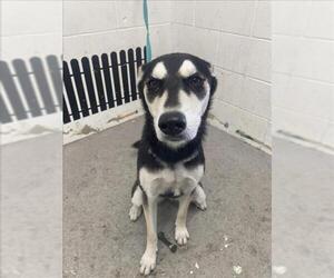 Siberian Husky Dogs for adoption in San Bernardino, CA, USA