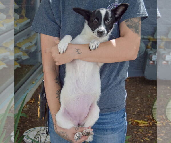 Medium Photo #3 Corillon Puppy For Sale in Huntley, IL, USA