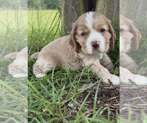 Medium Photo #4 Cocker Spaniel Puppy For Sale in ALFORD, FL, USA
