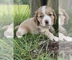 Small #3 Cocker Spaniel