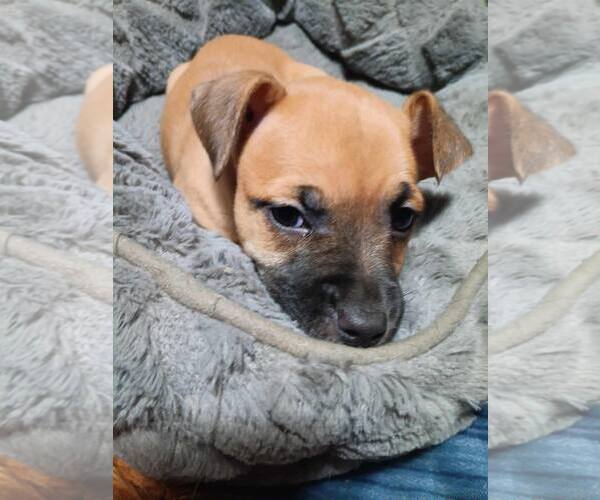 Medium Photo #4 Mutt Puppy For Sale in Poplar Bluff, MO, USA