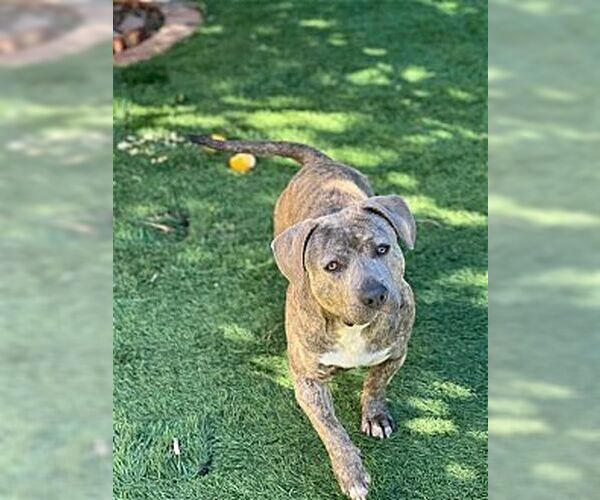 Medium Photo #3 Dachshund-Unknown Mix Puppy For Sale in Dana Point, CA, USA