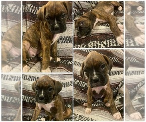 Boxer Puppy for sale in OXFORD, ME, USA
