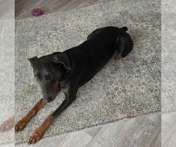 Medium Photo #1 Doberman Pinscher Puppy For Sale in BRUNSWICK, MD, USA