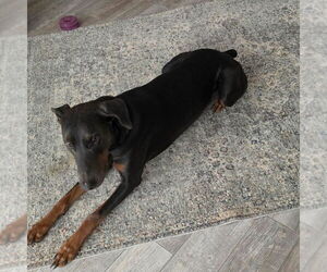 Father of the Doberman Pinscher puppies born on 09/30/2026