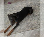 Small Photo #1 Doberman Pinscher Puppy For Sale in BRUNSWICK, MD, USA