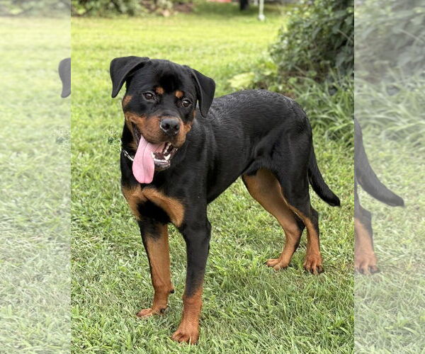 Medium Photo #2 Rottweiler Puppy For Sale in Spring Lake, NJ, USA